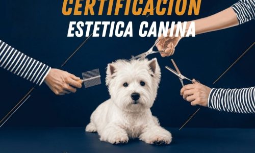 miniatura del curso