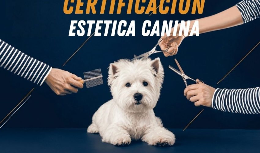 CERTIFICACION ESTETICA CANINA EDUCANINE MEXICO