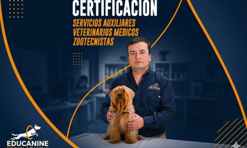 miniatura del curso